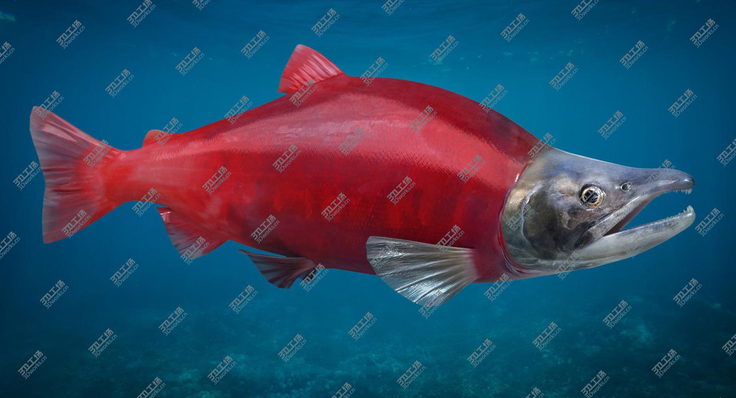 images/goods_img/2021040161/Sockeye Salmon (Animated)/2.jpg